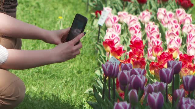 Peste 100 de soiuri de lalele pot fi admirate în Grădina Botanică din Cluj Napoca