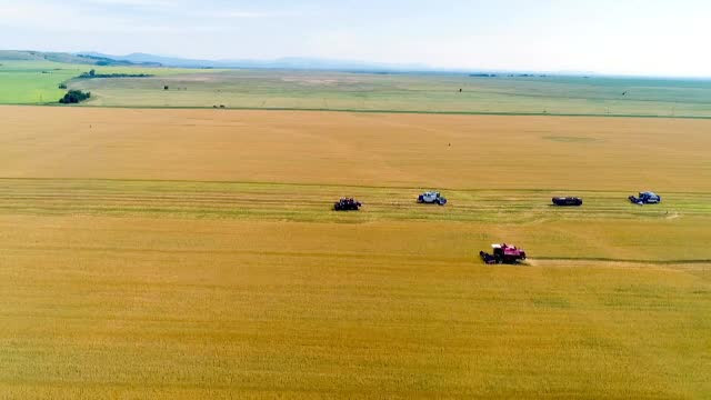 Un incendiu a distrus o cultură de grâu, în plin sezon de recoltare