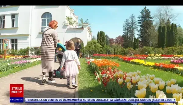 Peste 100 de soiuri de lalele pot fi admirate în Grădina Botanică din Cluj Napoca