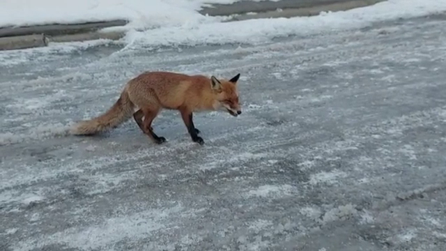 Metoda abordată de o vulpe șireată care vrea să primească mâncare de la trecători