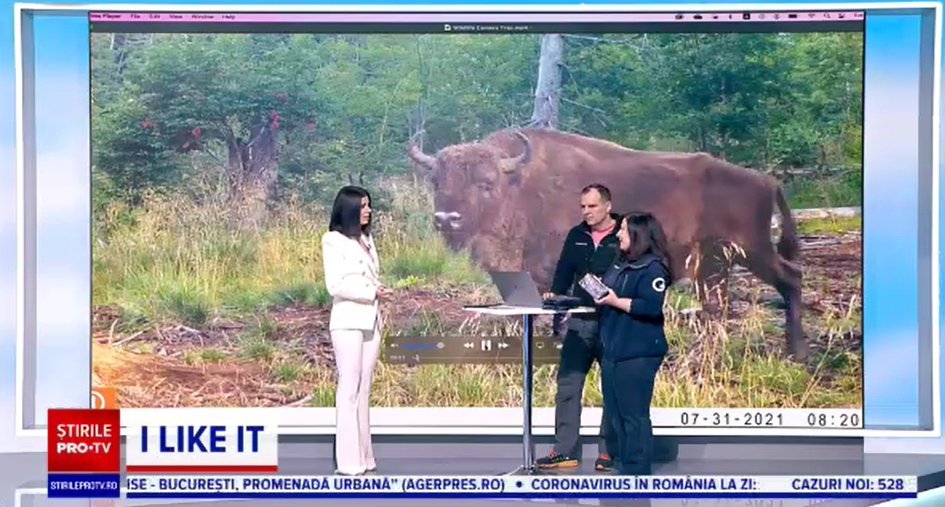 iLikeIT. Ce dispozitive se folosesc pentru a surprinde animalele sălbatice din Munții Făgăraș