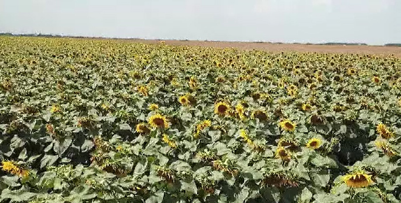 Războiul a făcut din România un pion important pe piața agricolă. Diplomat american: "Climatul perfect pentru investiții"