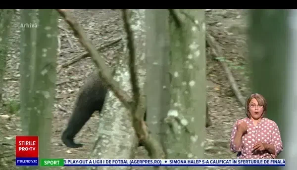 Oameni terorizați de urși, la o pensiune din Bacău. „Anul trecut au fost mâncaţi doi ponei chiar sub ochii mei”