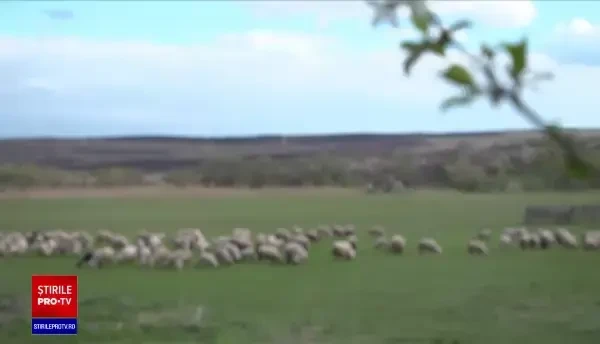 Tânăr de 17 ani, atacat de ursul din Breaza lovit de mașini acum 2 săptămâni. Băiatul a fost salvat de câinii săi