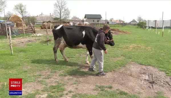 Tot mai mulți români care care au gospodării au devenit crescători de animale, din cauza creșterii prețurilor la alimente