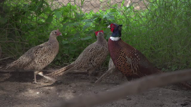 Cerere neașteptată de fazani în România. Cât costă să poți împușca un exemplar