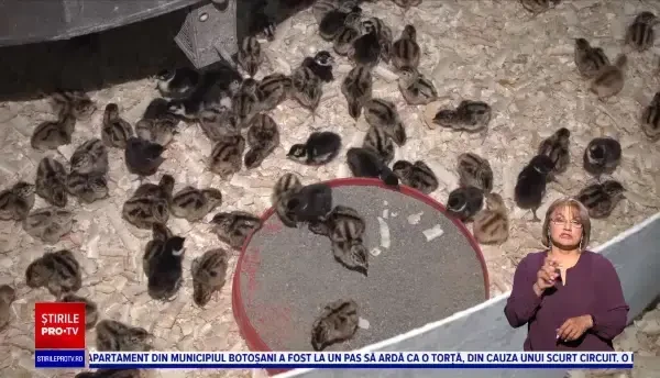 Cerere neașteptată de fazani în România. Cât costă să poți împușca un exemplar