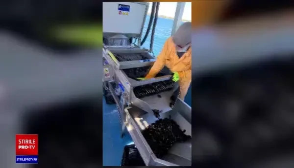 Pescarii români au obținut acordul pentru a crește în sistem de acva-cultură fructe de mare