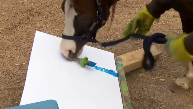 Poneiul Picasso s-a apucat de pictură. A avut deja și propriul vernisaj