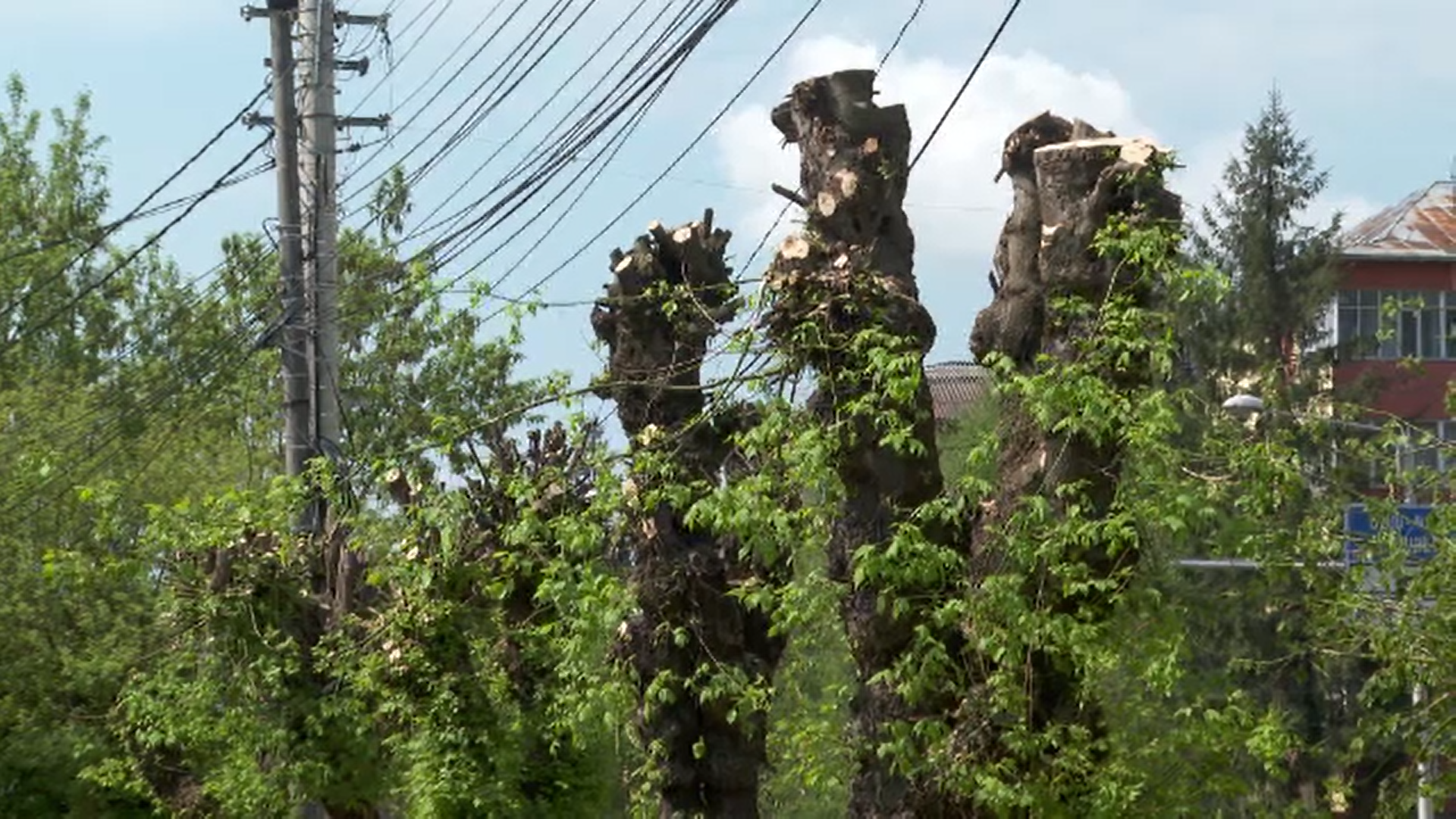 Proiect în Codul Silvic: tăierea abuzivă a arborilor din orașe ar putea fi pedepsită cu închisoare de până la 3 ani