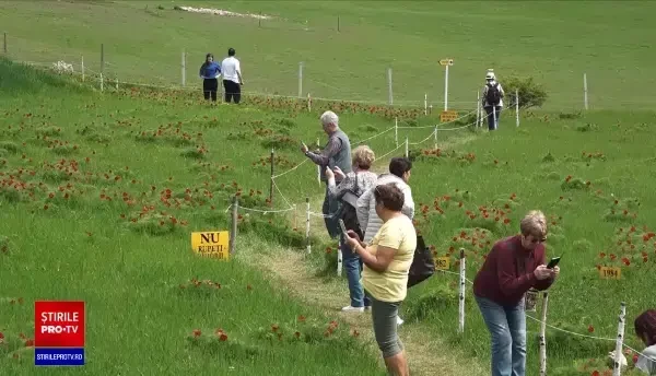 Au înflorit bujorii în rezervația de la Zău de Câmpie, unică în Europa. Totul e o mantie de un roșu aprins
