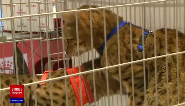 Cele mai frumoase pisici pot fi admirate weekendul acesta la Salonul Felin, în București