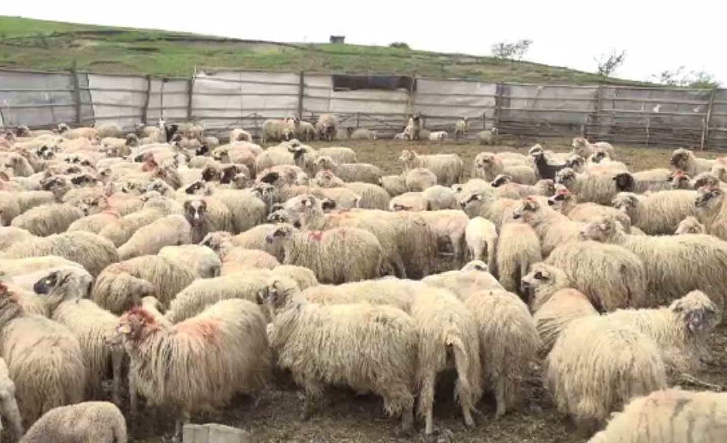 Ciobani intoxicați la o fermă din Argeș, transportați la spital. Peste 50 de oi au murit