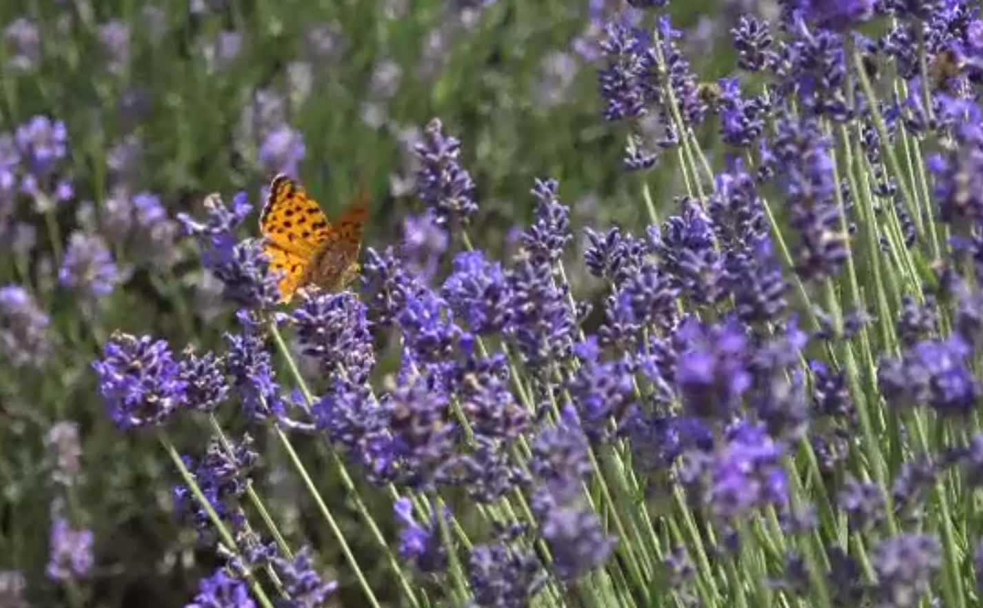 Lanurile înflorite de lavandă atrag turiști din toată țara