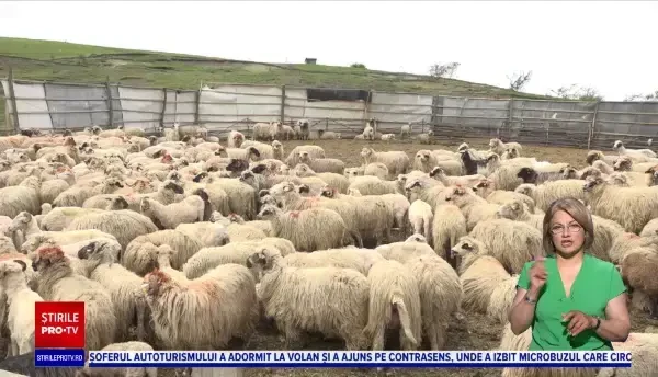 Lupii au făcut prăpăd la o stână din Alba. Haita a ucis 60 de oi și 60 de miei. Oamenii spun că nu au mai văzut așa măcel