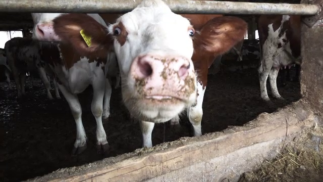 Vita românească rivalizează cu celebrul antricot din Argentina sau Scoția. „Românul avea percepția că este o carne tare”