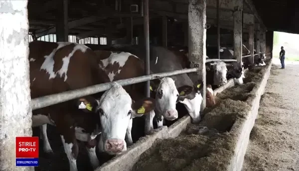 Vita românească rivalizează cu celebrul antricot din Argentina sau Scoția. „Românul avea percepția că este o carne tare”