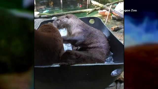 Trei vidre de la o grădină zoologică din SUA s-au distrat pe cinste într-un recipient cu apă