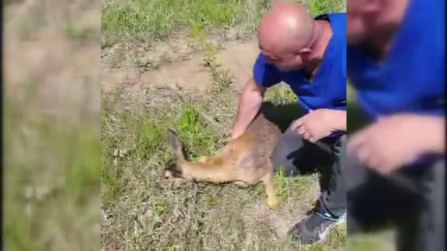 O căprioară atacată de câini s-a adăpostit în curtea unor localnici din Galați. Oamenii au eliberat-o în sălbăticie