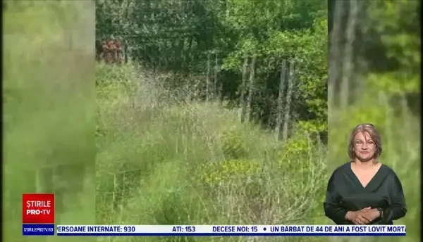 O căprioară atacată de câini s-a adăpostit în curtea unor localnici din Galați. Oamenii au eliberat-o în sălbăticie