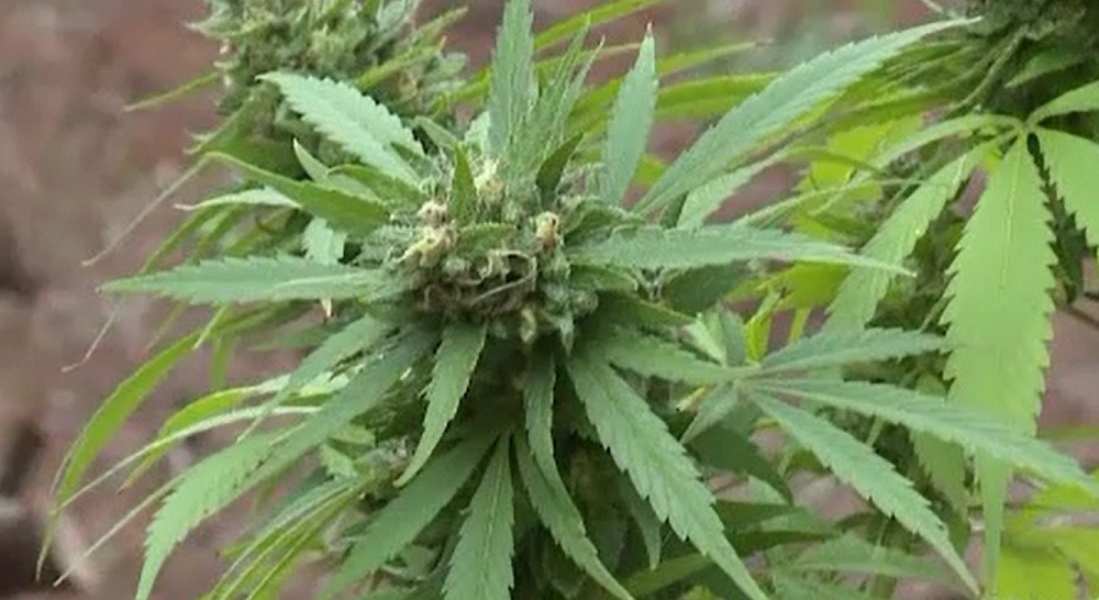 Parlamentul din Ucraina a votat legea care permite folosirea canabisului în scop medical