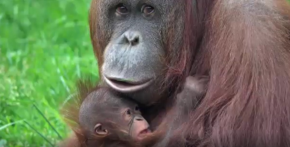 SUA: Un pui de urangutan a primit numele unei piese pe care a făcut-o celebră Dolly Parton