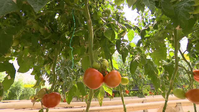 La ce sisteme de irigații apelează fermerii români pentru a-și proteja culturile