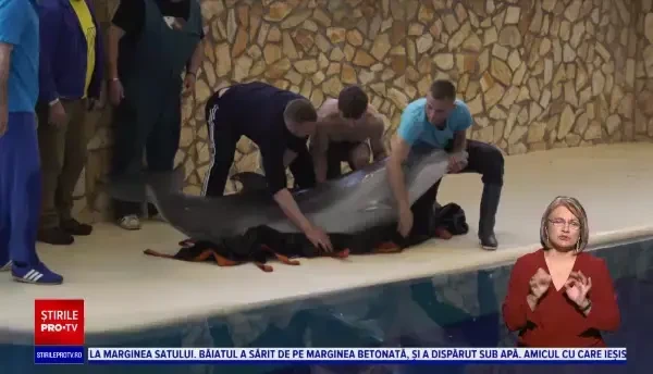 Patru delfini și trei lei de mare din Ucraina au ajuns la Constanța, după un drum de aproape 10 ore