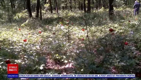 Covor de bujori sălbatici într-o rezervație naturală din județul Dolj. Pentru cei care rup florile, amenda este uriașă