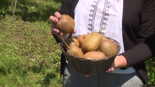 A apărut kiwi-ul românesc, după ce clima și solul s-au modificat în ultimii 30 de ani