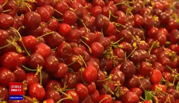 Cireșele de mai ajung în piețe abia în iunie. Cele de import costă și 175 de lei kg și se vând la suta de grame