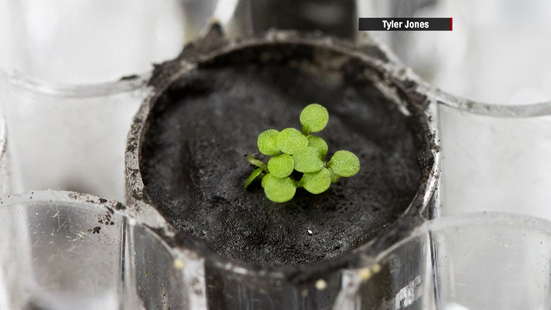 Oamenii de ştiinţă au cultivat pentru prima dată plante în sol de pe Lună