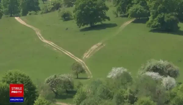 Un urs împușcat și tranșat, descoperit de polițiștii din Bistrița-Năsăud, în portbagajul unei mașini