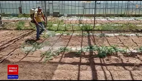 Căpșunarii români refuză să mai lucreze în Italia. Țările în care sunt plătiți cel mai bine