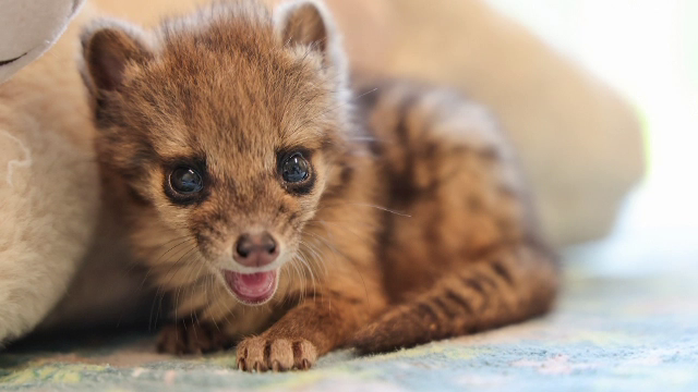 O grădină zoologică din SUA se mândrește cu un exemplar neobișnuit de felină carnivoră