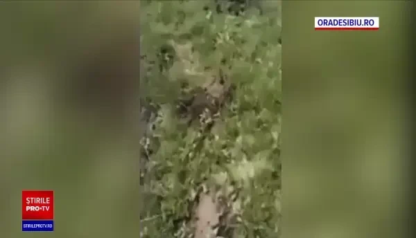 Adolescentul german a ucis-o, în Mediaș, pe femeia de 74 de ani la cererea unei organizații extremiste din străinatate