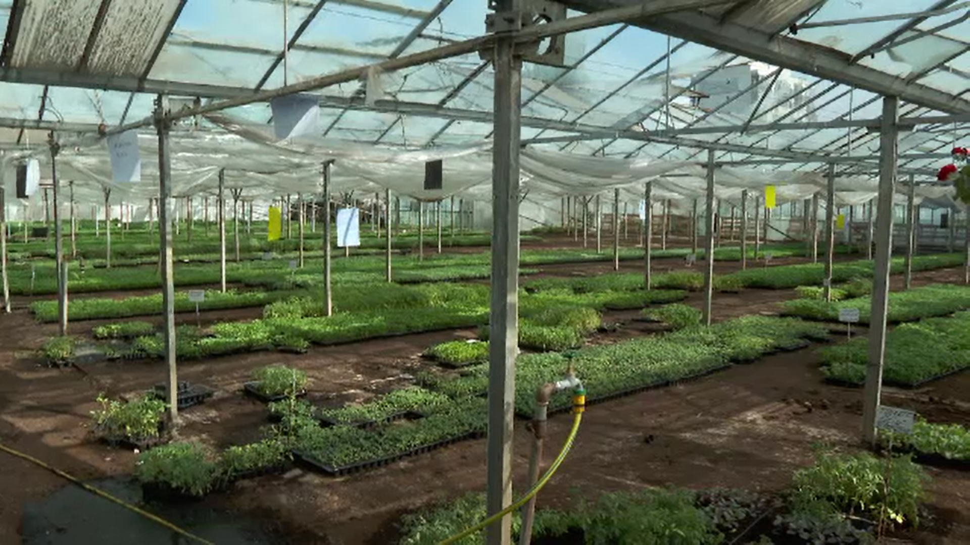 Românii au un apetit tot mai mare pentru legume proaspete din propria grădină