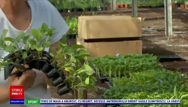 Românii au un apetit tot mai mare pentru legume proaspete din propria grădină