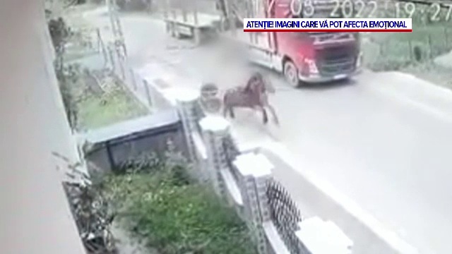 O căruță a fost acroșată de un camion în județul Neamț. Calul l-a aruncat pe asfalt pe căruțaș