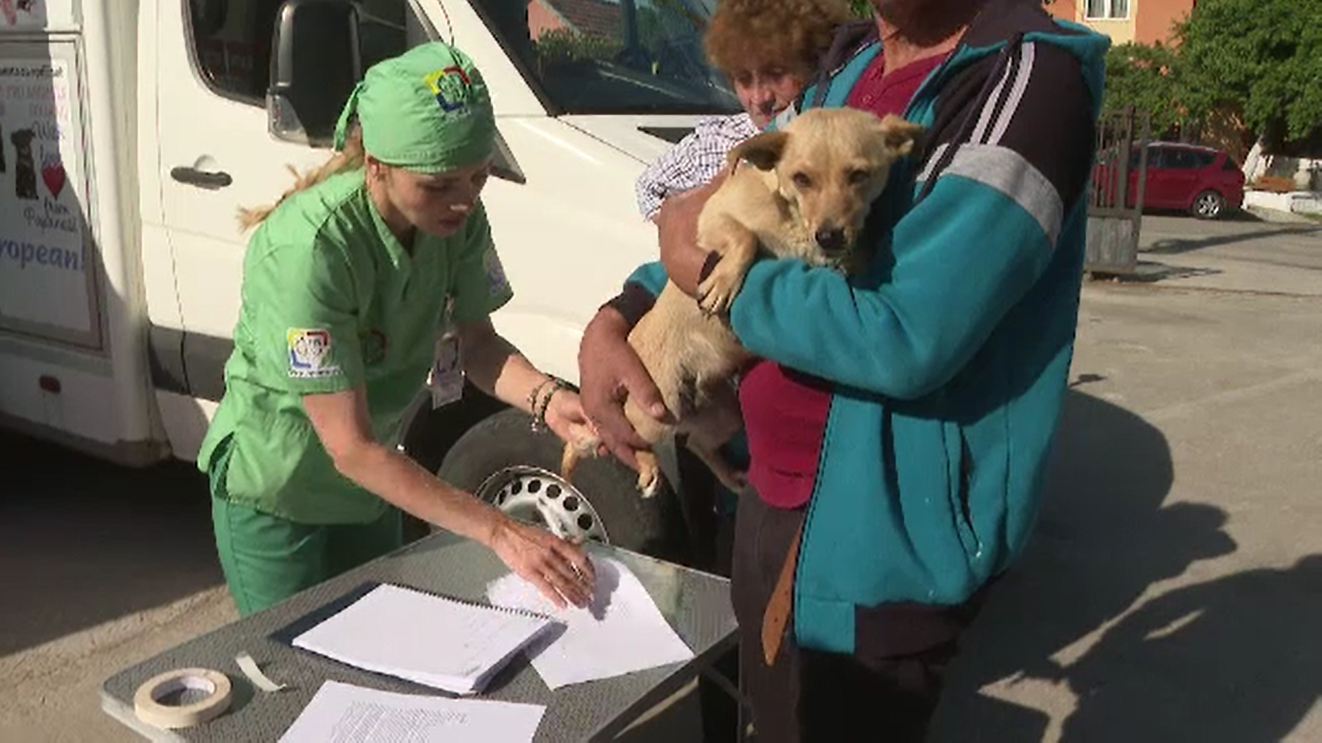 Campanie de sterilizare gratuită a câinilor și pisicilor la nivelul județului Gorj