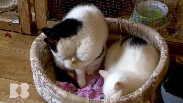 Un câine sau o pisică acasă ajută la "educaţia imunitară timpurie" a copiilor. „E bine copiii să vină în contact”