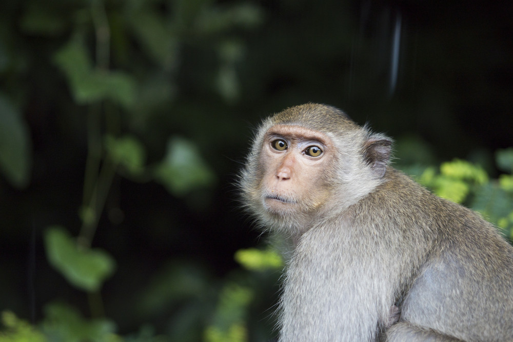 Fetiță de 4 ani mușcată de maimuță la o zoo din județul Suceava. Greșeala făcută de părinți