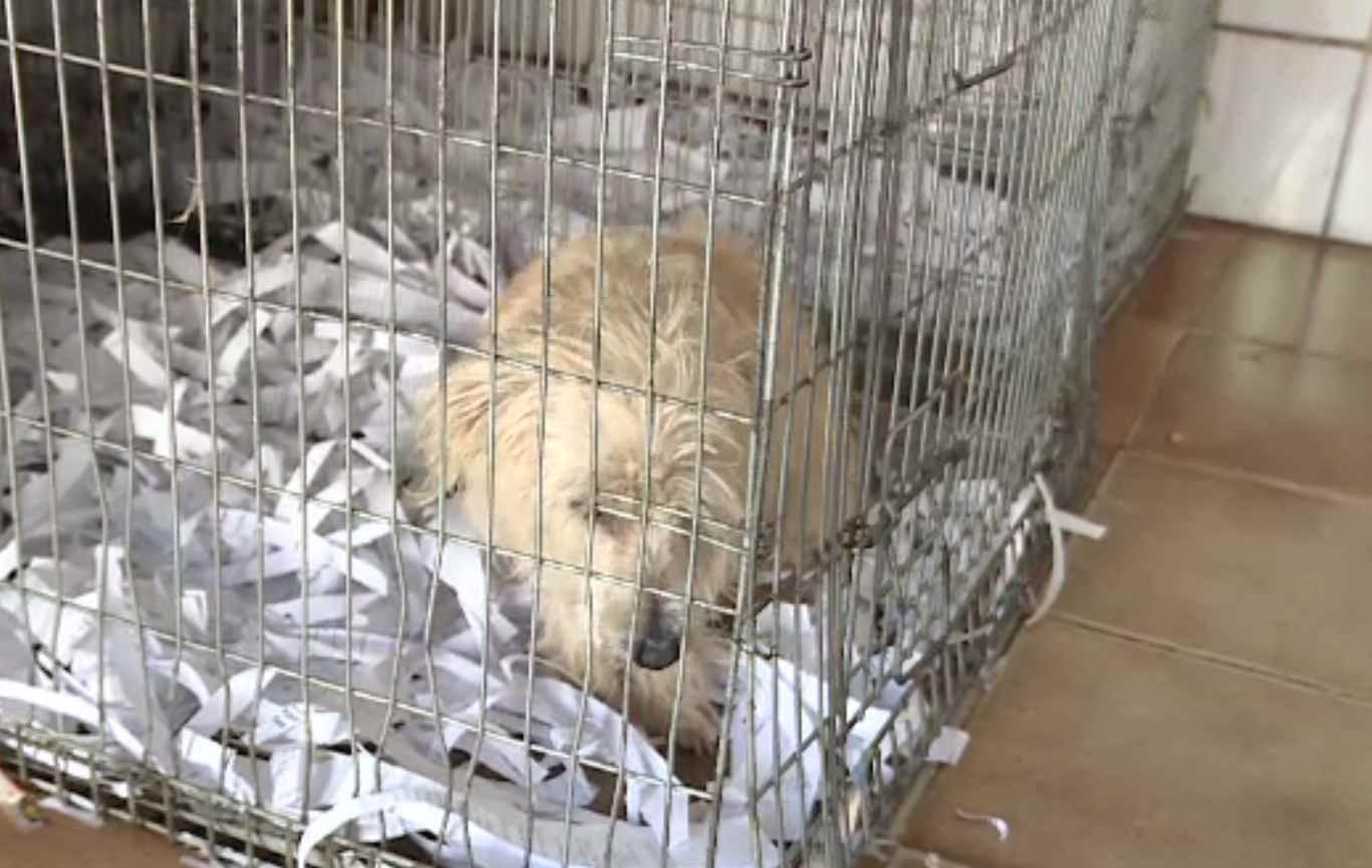 Șapte ani de închisoare pentru chinuirea animalelor. Sunt vizați și stăpânii care vor să le taie coada sau urechile câinilor