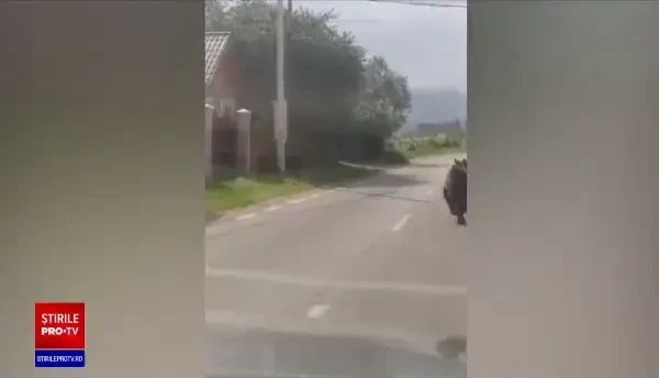 S-au stabilit cotele de urși împușcați la decizia primăriilor. Care sunt condițiile și alocările pe județe