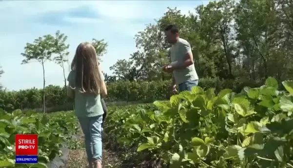 Au crescut tranzacțiile cu terenuri. Tot mai mulți români se întorc din străinătate să facă agricultură