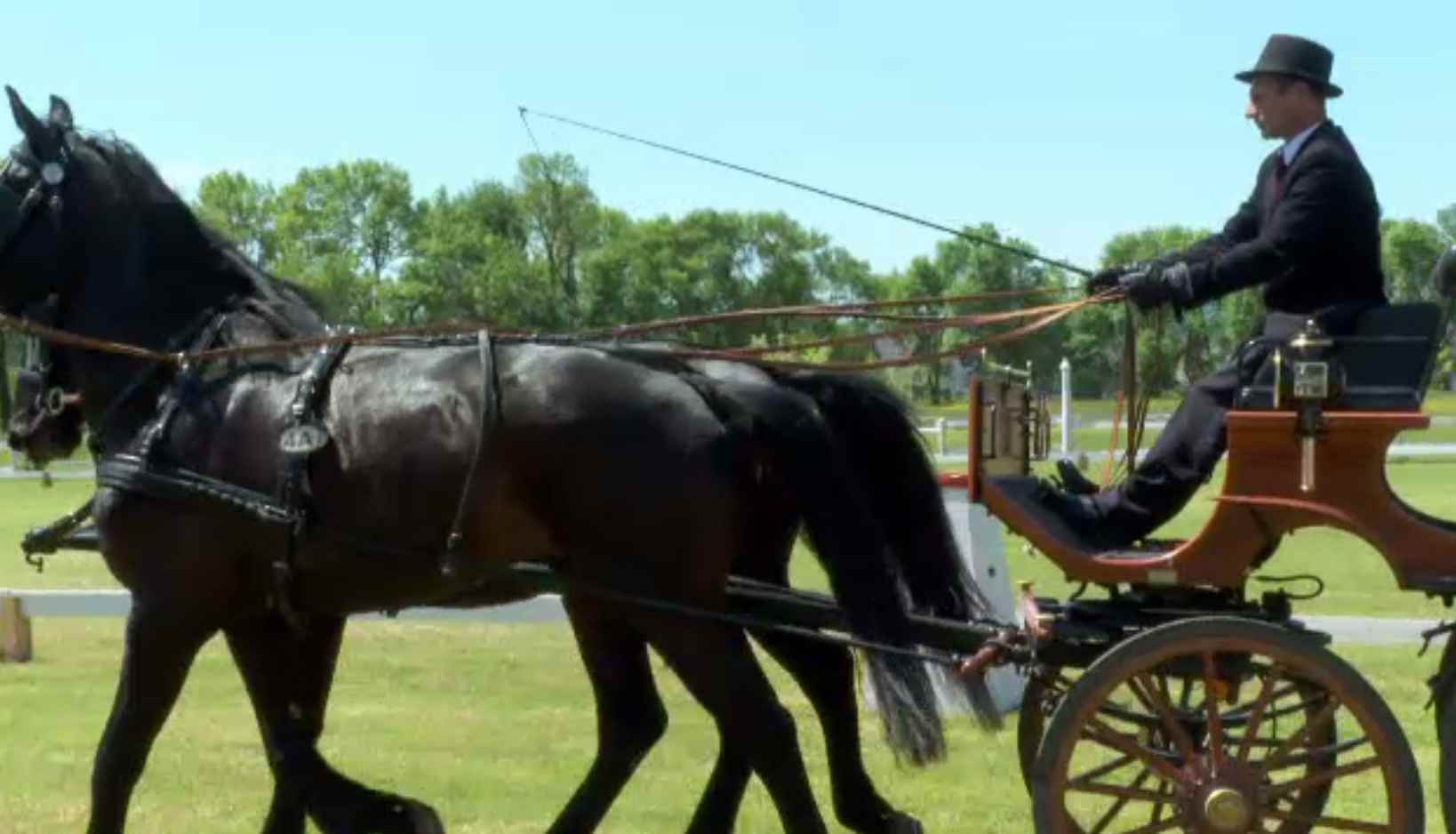 Concurs pentru cei mai valoroși cai din România, la Beclean. Se întrec doar cei din rasa Lipițan
