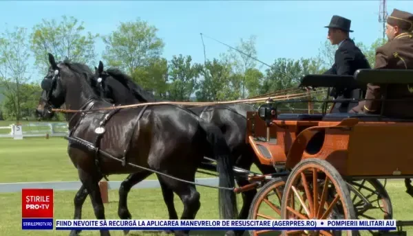 Concurs pentru cei mai valoroși cai din România, la Beclean. Se întrec doar cei din rasa Lipițan