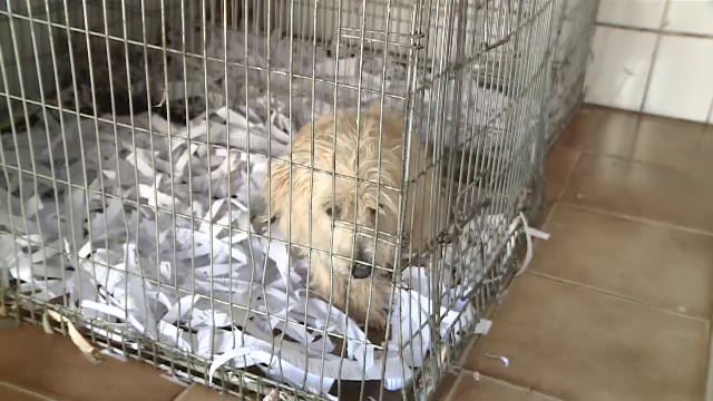 Măsuri mai dure împotriva maltratării animalelor. Zoofilia este de acum considerată infracţiune