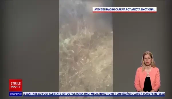 Șapte ani de închisoare pentru chinuirea animalelor. Sunt vizați și stăpânii care vor să le taie coda sau urechile câinilor