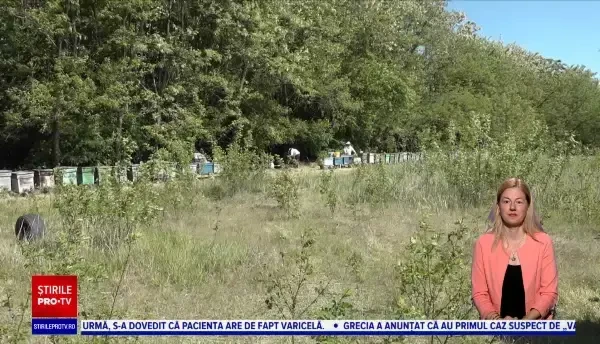 România importă masiv miere din China și Ucraina, chiar dacă poate asigura consumul din producția proprie. Care este motivul